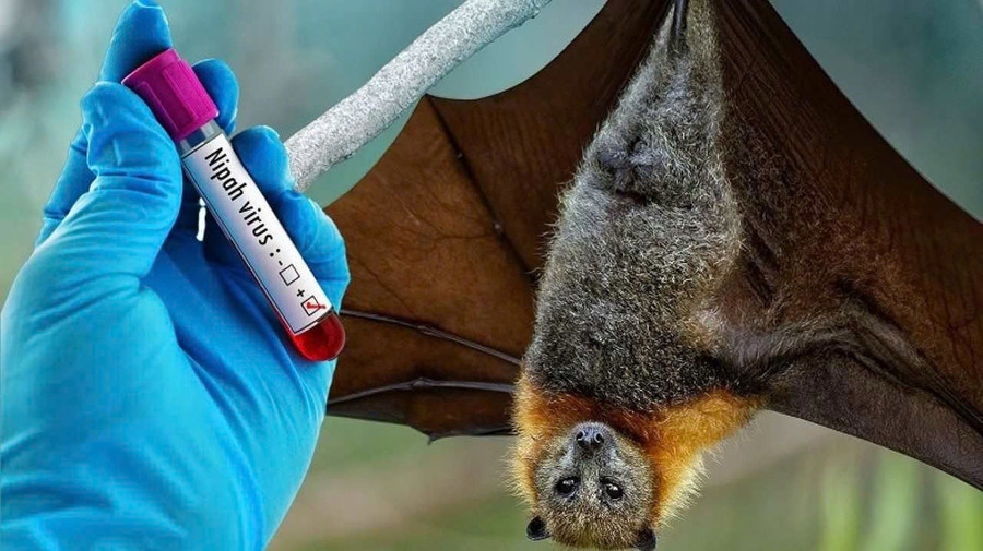 Bệnh do virus Nipah được mô tả lần đầu năm 1998, virus được phân lập năm 1999. Ảnh minh họa: INT