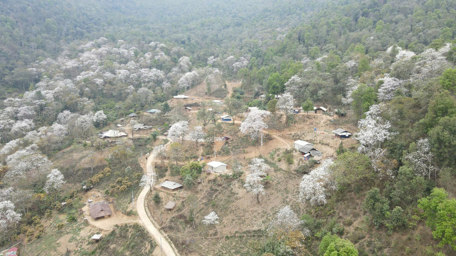 Mỗi độ tháng Ba về, hoa ban Điện Biên nở trắng núi rừng.