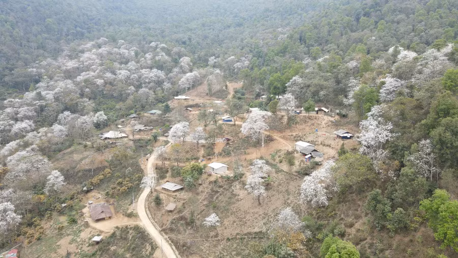 Mỗi độ tháng Ba về, hoa ban Điện Biên nở trắng núi rừng.