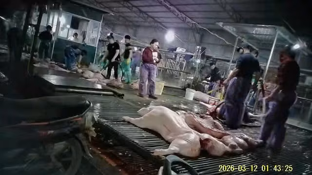 Bên trong lò mổ lợn nhiễm bệnh. Ảnh: TG