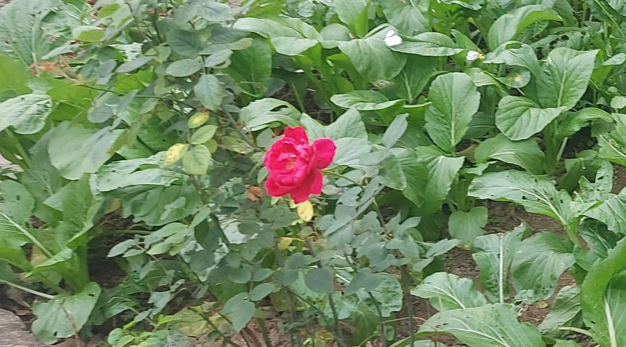 Khi vô tình bắt gặp một bông hoa nhỏ khoe sắc, tâm hồn ta bỗng hóa kẻ đương yêu, khẽ rung động với cuộc đời. Ảnh: Bình Thanh.