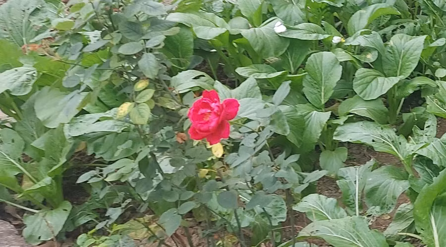 Khi vô tình bắt gặp một bông hoa nhỏ khoe sắc, tâm hồn ta bỗng hóa kẻ đương yêu, khẽ rung động với cuộc đời. Ảnh: Bình Thanh.