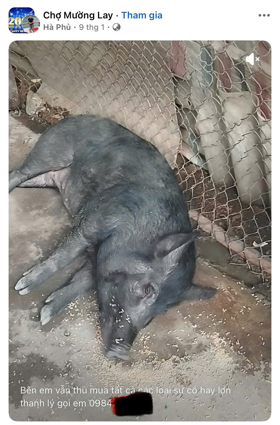 'Hà Phủ' còn công khai quay video những con lợn ốm không thể đứng dậy được nữa như mời gọi người bán tìm đến mình. Ảnh chụp màn hình
