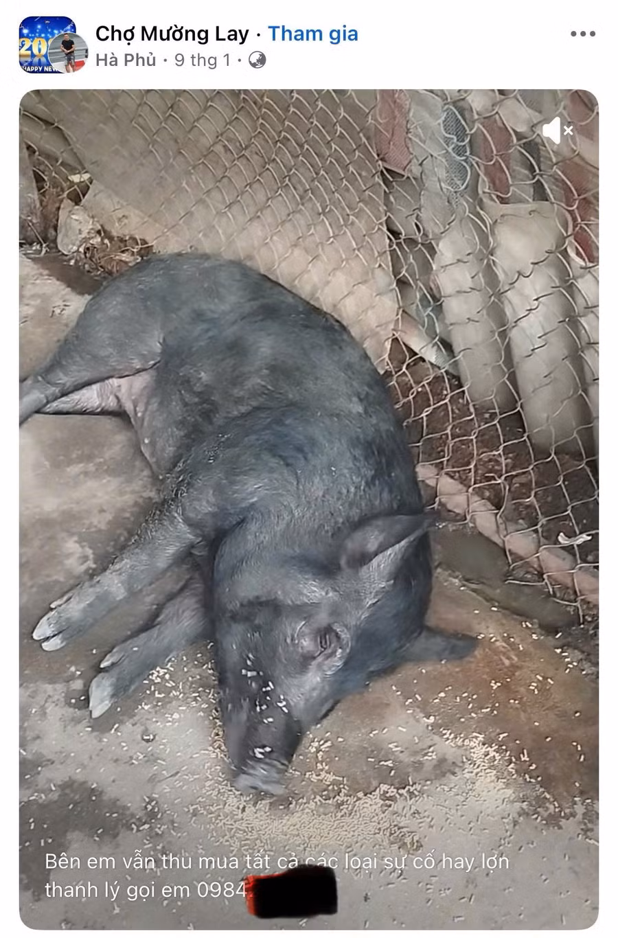 'Hà Phủ' còn công khai quay video những con lợn ốm không thể đứng dậy được nữa như mời gọi người bán tìm đến mình. Ảnh chụp màn hình