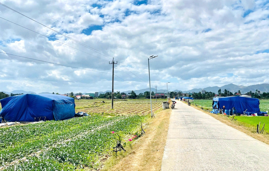 Những chiếc lều tạm là nơi đón năm mới của người trồng dưa hấu.
