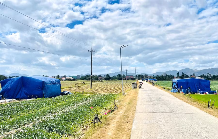 Những chiếc lều tạm là nơi đón năm mới của người trồng dưa hấu.