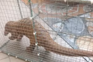 Con tê tê được anh Khoa giao nộp.