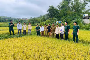 Những mùa vàng trên vùng biên giới Hướng Phùng. Ảnh: Văn Bằng