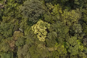 Rừng mai cổ thụ giữa rừng già Đakrông, Quảng Trị.