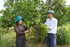 Cây cam K4 trở thành thương hiệu nổi tiếng, mang lại thu nhập cao cho người dân.