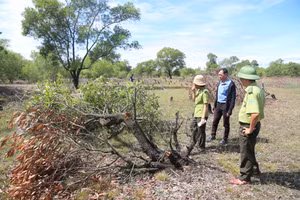 Nhiều cây tràm đang xanh tốt bị cưa ngang thân.