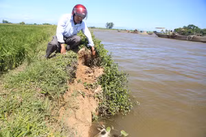 Ông Nguyễn Công Khánh lo lắng khi hàng chục ha lúa của bà con sẽ bị ảnh hưởng bởi việc hút cát.