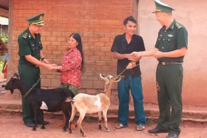 Những con dê giống lực lượng Biên phòng trao tặng các hộ dân.