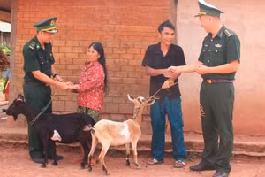 Những con dê giống lực lượng Biên phòng trao tặng các hộ dân.
