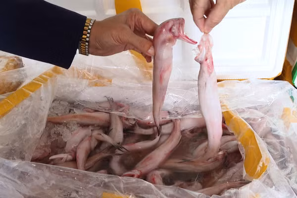 Hàng tấn cá khoai tẩm formol bị Công an Thanh Hóa phát hiện, bắt giữ. Ảnh: CACC