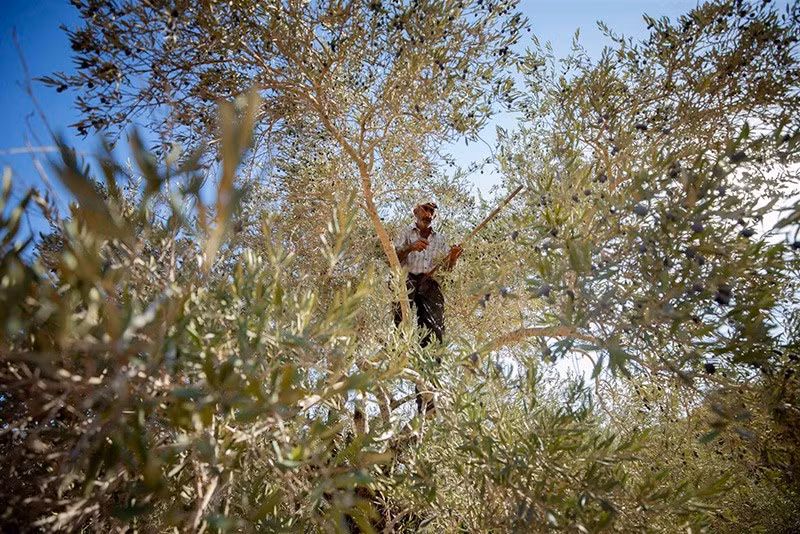 Người đàn ông hái ô liu tại Ramallah, Bờ Tây ngày 27/10. chum-anh-noi-bat-trong-tuan-021105-019.jpg