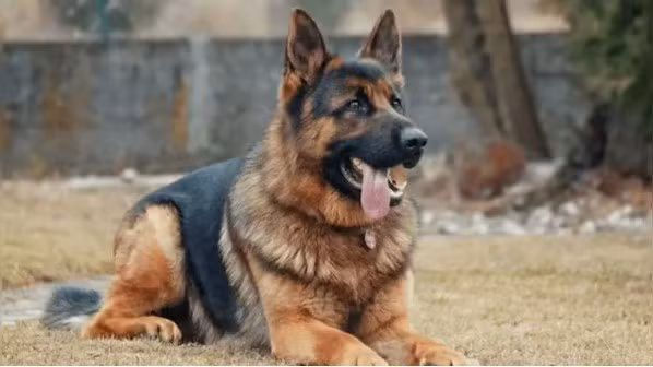 Chó chăn cừu Đức (German Shepherd) được sử dụng rộng rãi tại Mỹ, Đức, Ấn Độ, Anh và Úc. Chúng nổi bật với trí thông minh, lòng trung thành và khả năng chịu đựng cao, thích hợp cho các nhiệm vụ tuần tra, truy bắt và tìm kiếm cứu nạn. 10-giong-cho-nghiep-vu-tinh-nhue-nhat-the-gioi-duoc-canh-sat-tin-dung.jpg