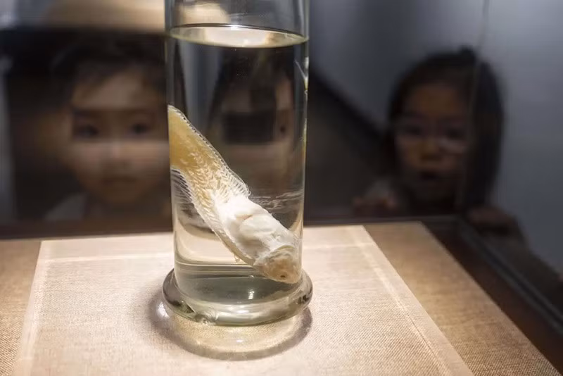 Sông Trường Giang là một trong những tuyến đường thủy nội địa nhộn nhịp nhất thế giới với 16 cảng lớn; khối lượng vận chuyển hàng hóa dọc sông đạt khoảng 3,6 tỷ tấn vào năm 2024, theo báo chí nhà nước. chum-anh-nhan-giong-cac-loai-dong-vat-quy-hiem-o-trung-quoc-06.jpg