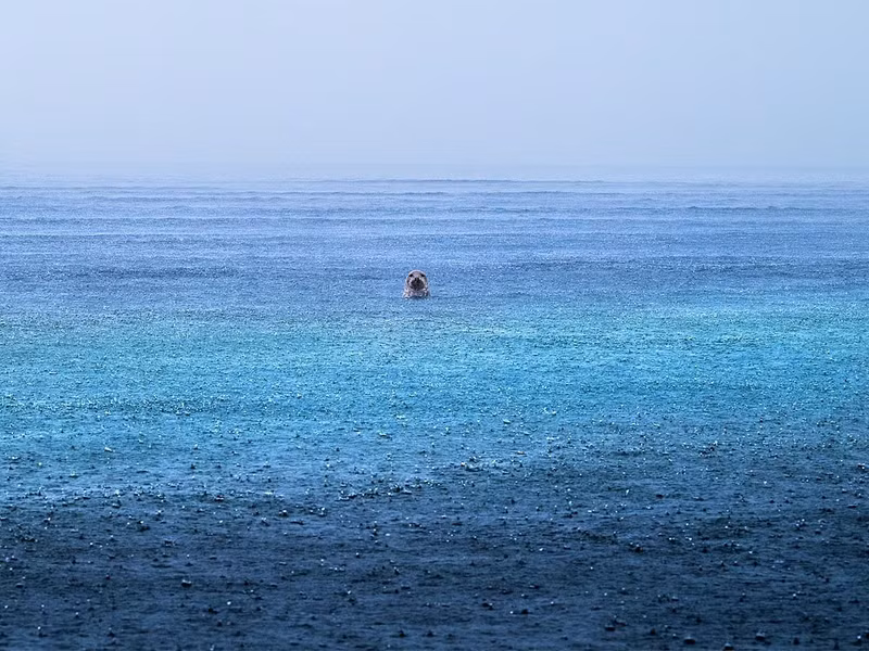 Một con hải cẩu cảng tò mò nằm nghỉ dưới cơn mưa nhẹ trên bờ biển Heligoland, Đức. Bức ảnh nằm trong bộ sưu tập của tác giả Luca Lorenz tôn vinh vẻ đẹp và sự dễ tổn thương của sinh vật biển và đoạt Giải Ngôi sao danh giá. nhung-khoanh-khac-hoang-da-khien-the-gioi-phai-nin-tho-3.jpg