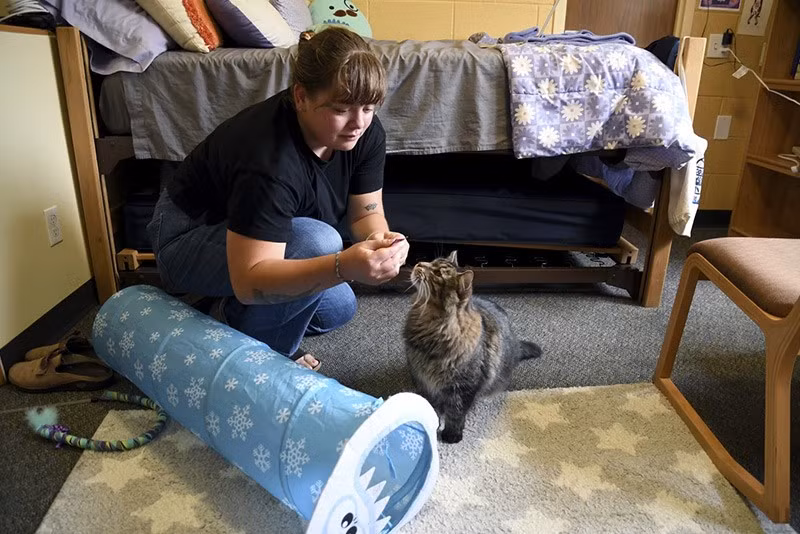 Sinh viên Molly Cheer cho chú mèo trị liệu Louie ăn bánh thưởng trong phòng ký túc xá tại Đại học Northern Colorado ở Greeley, bang Colorado. Ảnh: AP. chum-anh-dong-vat-giup-sinh-vien-cam-thay-nhu-o-nha-05.jpg