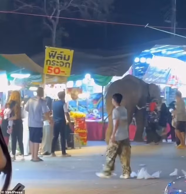 Chú voi khổng lồ Plai Khun Thong 10 tuổi và người trông coi Sanga, 46 tuổi, đã đến một hội chợ để bán mía cho du khách ở tỉnh Nong Bua Lamphu mới đây. khoanh-khac-kinh-hoang-voi-hoang-loan-giam-dap-nguoi-vi-phao-hoa-1.jpg