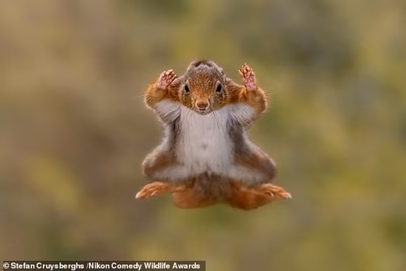 chum-anh-giai-thuong-nhiep-anh-nikon-comedy-wildlife-05-09.jpg