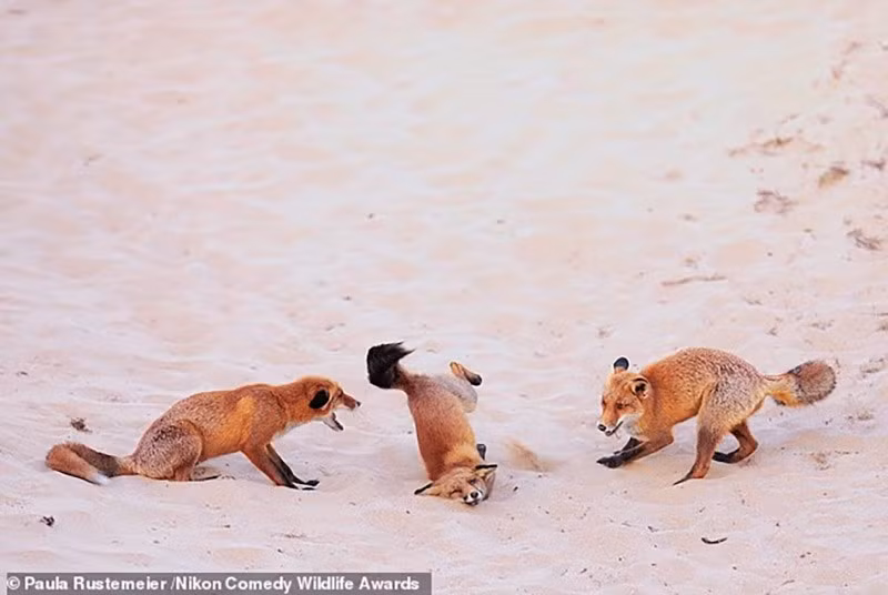 chum-anh-giai-thuong-nhiep-anh-nikon-comedy-wildlife-05-031.jpg