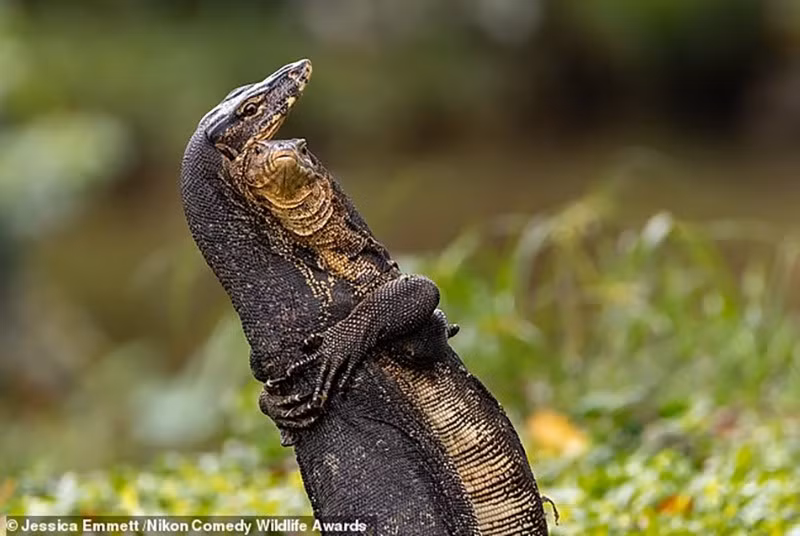 chum-anh-giai-thuong-nhiep-anh-nikon-comedy-wildlife-05-021.jpg