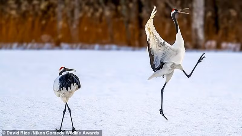 chum-anh-giai-thuong-nhiep-anh-nikon-comedy-wildlife-05-08.jpg