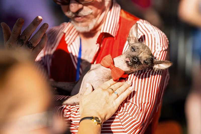 Little Prince Wonder, một chú chó Chinese Crested 8 tuổi, được âu yếm trong cuộc thi Chó xấu nhất thế giới tại Hội chợ Quận Sonoma ở Santa Rosa, California. chum-anh-cuoc-thi-cho-xau-nhat-the-gioi-2025-01.jpg