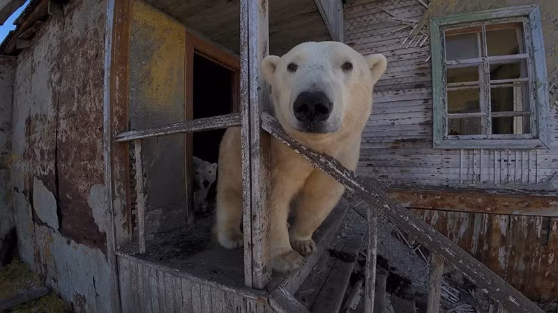 "Tôi nghĩ chúng xem những ngôi nhà này như nơi trú ẩn khỏi gió, mưa và những yếu tố khác,” Makhorov nói với Reuters. “Nói chung, chúng sống khá ổn ở đó.” chum-anh-gau-trang-bac-cuc-o-tram-nghien-cuu-bo-hoang-04.jpg