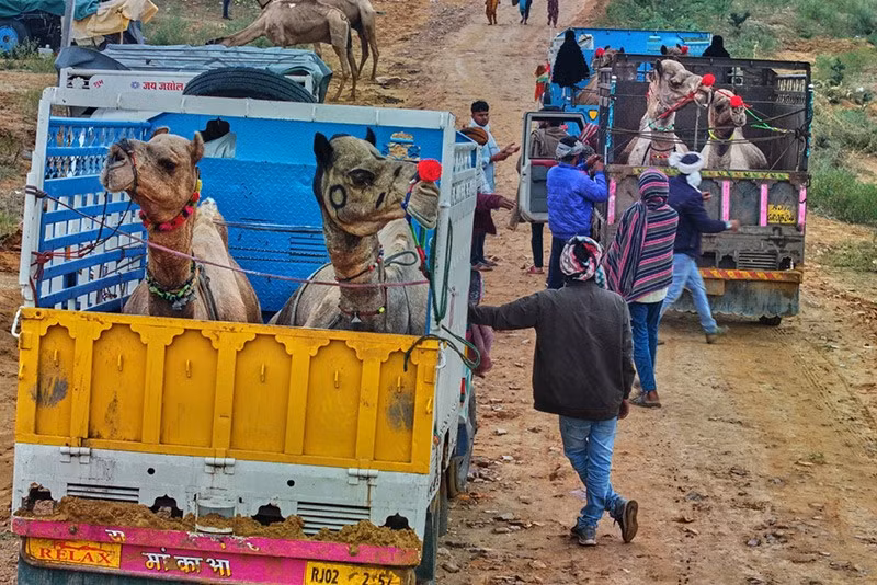Người chăn lạc đà ngồi cạnh đàn gia súc tại hội chợ thường niên ở Pushkar, bang Rajasthan, Ấn Độ. Ảnh: AP. chum-anh-hoi-cho-lac-da-o-pushkar-an-do-1105-010.jpg