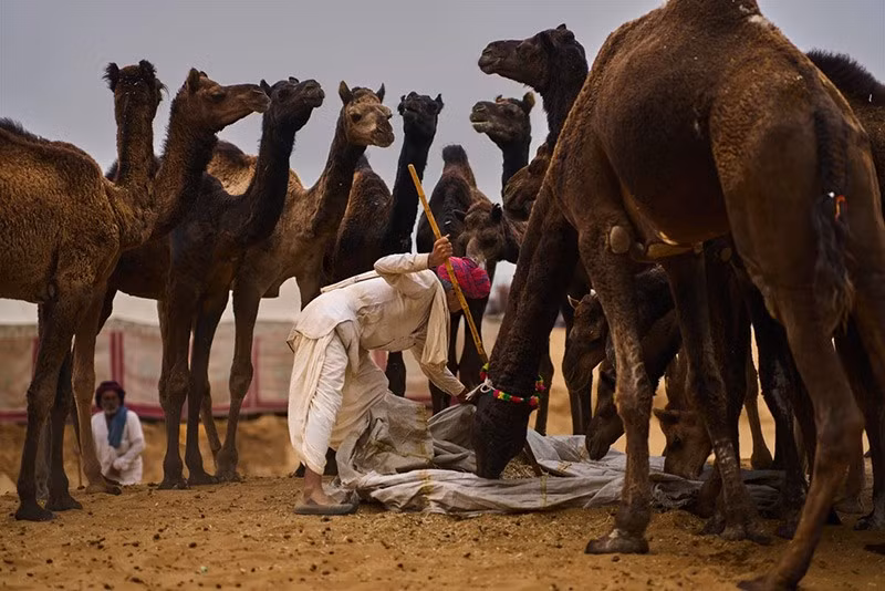 Một người chăn lạc đà đang cho lạc đà ăn tại hội chợ thường niên ở Pushkar, bang Rajasthan, Ấn Độ. Ảnh: AP. chum-anh-hoi-cho-lac-da-o-pushkar-an-do-1105-09.jpg