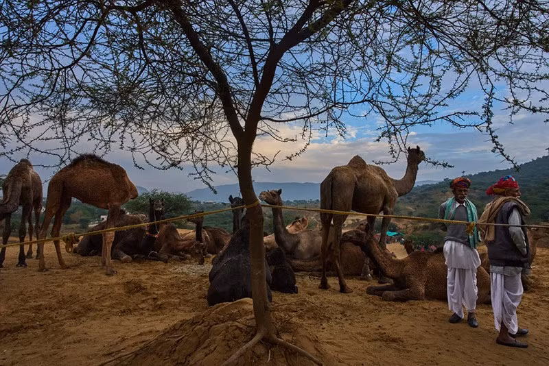 Hội chợ lạc đà Pushkar là một trong những sự kiện chăn nuôi lớn nhất thế giới, thu hút hàng nghìn người tham gia mỗi năm tại bang Rajasthan, Ấn Độ. chum-anh-hoi-cho-lac-da-o-pushkar-an-do-1105-01.jpg