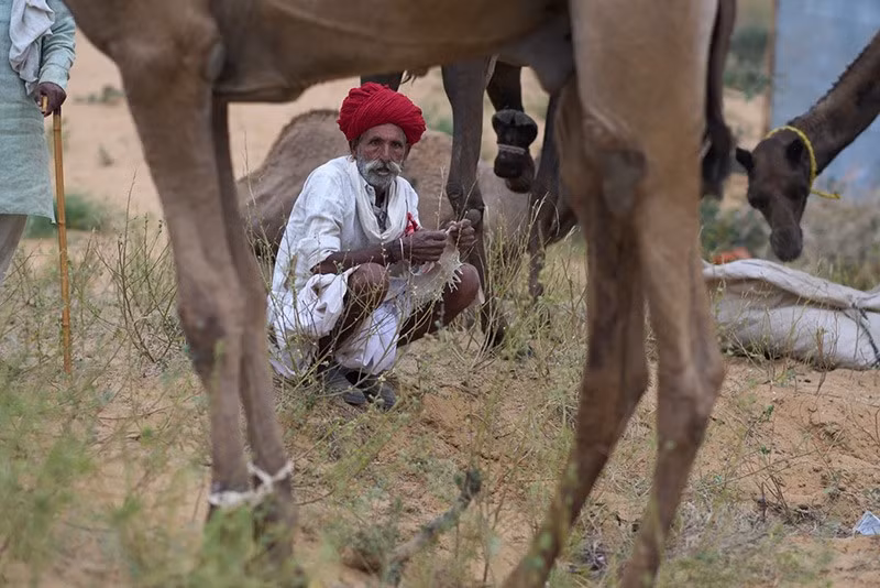 Người chăn lạc đà ngồi cạnh đàn gia súc tại hội chợ thường niên ở Pushkar, bang Rajasthan, Ấn Độ. Ảnh: AP. chum-anh-hoi-cho-lac-da-o-pushkar-an-do-1105-011.jpg