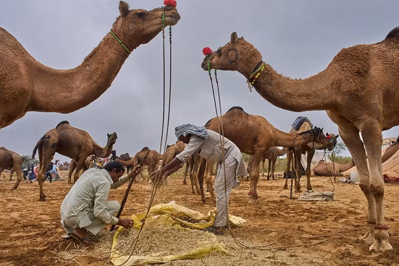 Người chăn lạc đà cho lạc đà ăn tại hội chợ thường niên ở Pushkar, bang Rajasthan, Ấn Độ. Ảnh: AP. chum-anh-hoi-cho-lac-da-o-pushkar-an-do-1105-022.jpg