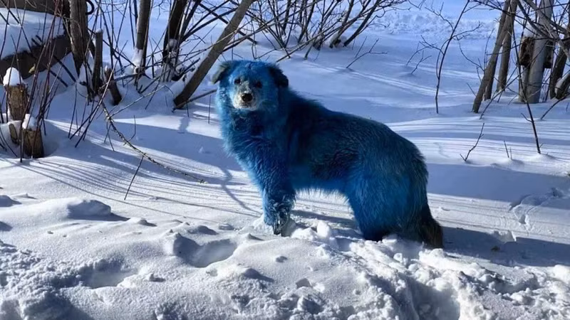Hiện chưa rõ nguyên nhân chính xác khiến lông chó chuyển màu. Nhóm Dogs of Chernobyl đang cố gắng bắt các con chó để kiểm tra thêm. bi-an-cho-hoang-long-xanh-xuat-hien-tai-tham-hoa-hat-nhan-chernobyl-6.jpg
