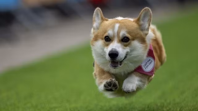 chum-anh-cuoc-dua-cho-corgi-quoc-te-lithuania-2025-08.jpg