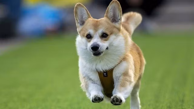 chum-anh-cuoc-dua-cho-corgi-quoc-te-lithuania-2025-09.jpg