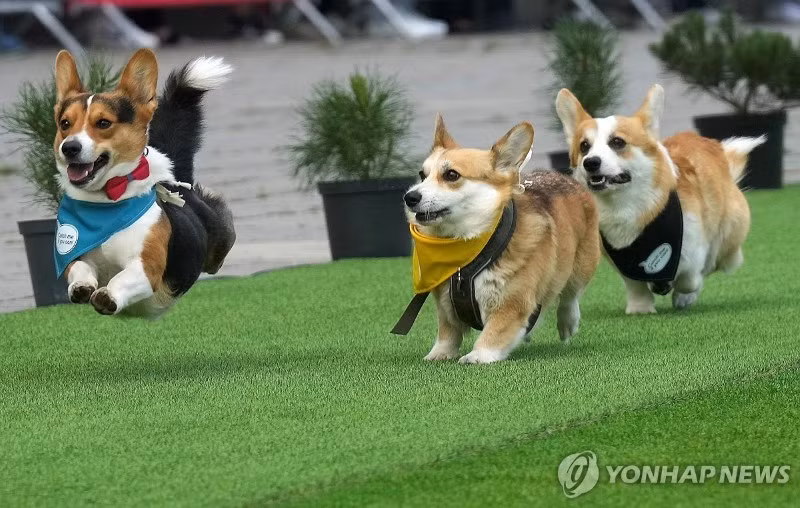 chum-anh-cuoc-dua-cho-corgi-quoc-te-lithuania-2025-11.jpg