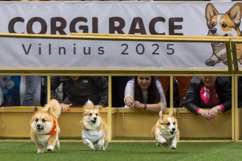 chum-anh-cuoc-dua-cho-corgi-quoc-te-lithuania-2025-05.jpg