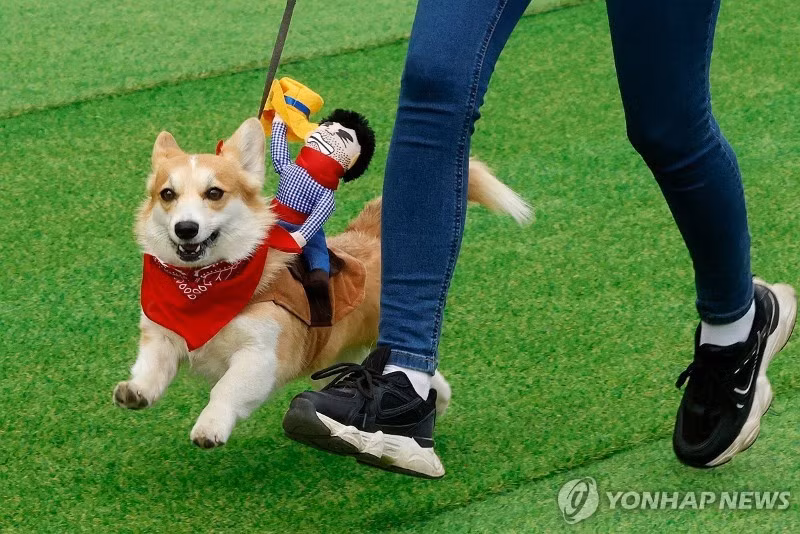 chum-anh-cuoc-dua-cho-corgi-quoc-te-lithuania-2025-21.jpg