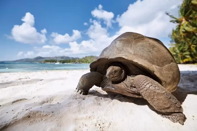 Rùa khổng lồ Aldabra ở Seychelles có thể sống hơn 150 năm; có cá thể được tin là hơn 250 tuổi. Chúng sống chậm, ít kẻ thù và gần như không thay đổi theo năm tháng. 5-loai-vat-co-tuoi-tho-vuot-xa-con-nguoi-4.jpg