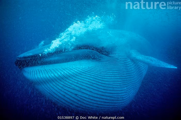 Cá voi xanh dùng tấm sừng hàm (baleen) để lọc thức ăn từ nước biển. Âm thanh của chúng có thể đạt tới 188 decibel – lớn nhất trong giới động vật. Những âm thanh này truyền xa đến 1.600 kilômét dưới nước. 7-bi-mat-dang-kinh-ngac-ve-ca-voi-xanh-loai-khong-lo-diu-dang-duoi-dai-duong-5.jpg