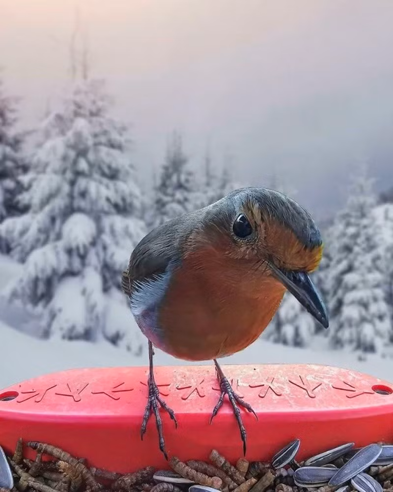 Chim Robin (cổ đỏ) (Robin). Tuổi thọ trung bình chỉ 1,1 năm do tử vong cao năm đầu, nhưng có cá thể sống tới 19 năm. chum-anh-50-su-that-thu-vi-ve-dong-vat-co-the-ban-chua-biet-09.jpg