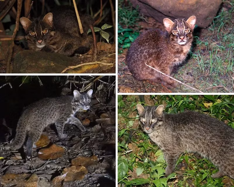 Mèo Iriomote (Iriomote Cat). Chỉ sống trên đảo Iriomote, Nhật Bản, với quần thể khoảng 100 cá thể, cực kỳ hiếm. chum-anh-50-su-that-thu-vi-ve-dong-vat-co-the-ban-chua-biet-06.jpg