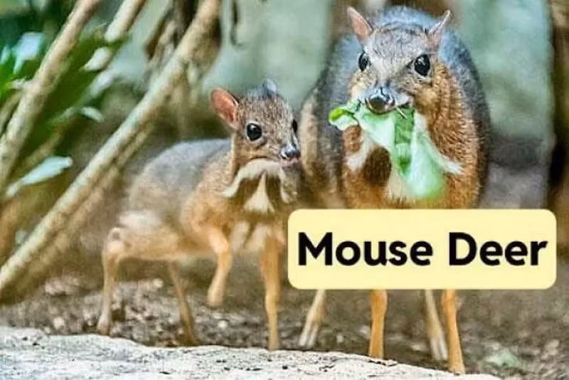 Hươu chuột (Tragulids / Chevrotains). Loài móng guốc nhỏ nhất thế giới, sống ở châu Á và châu Phi, được coi là “hóa thạch sống”. chum-anh-50-su-that-thu-vi-ve-dong-vat-co-the-ban-chua-biet-010.jpg