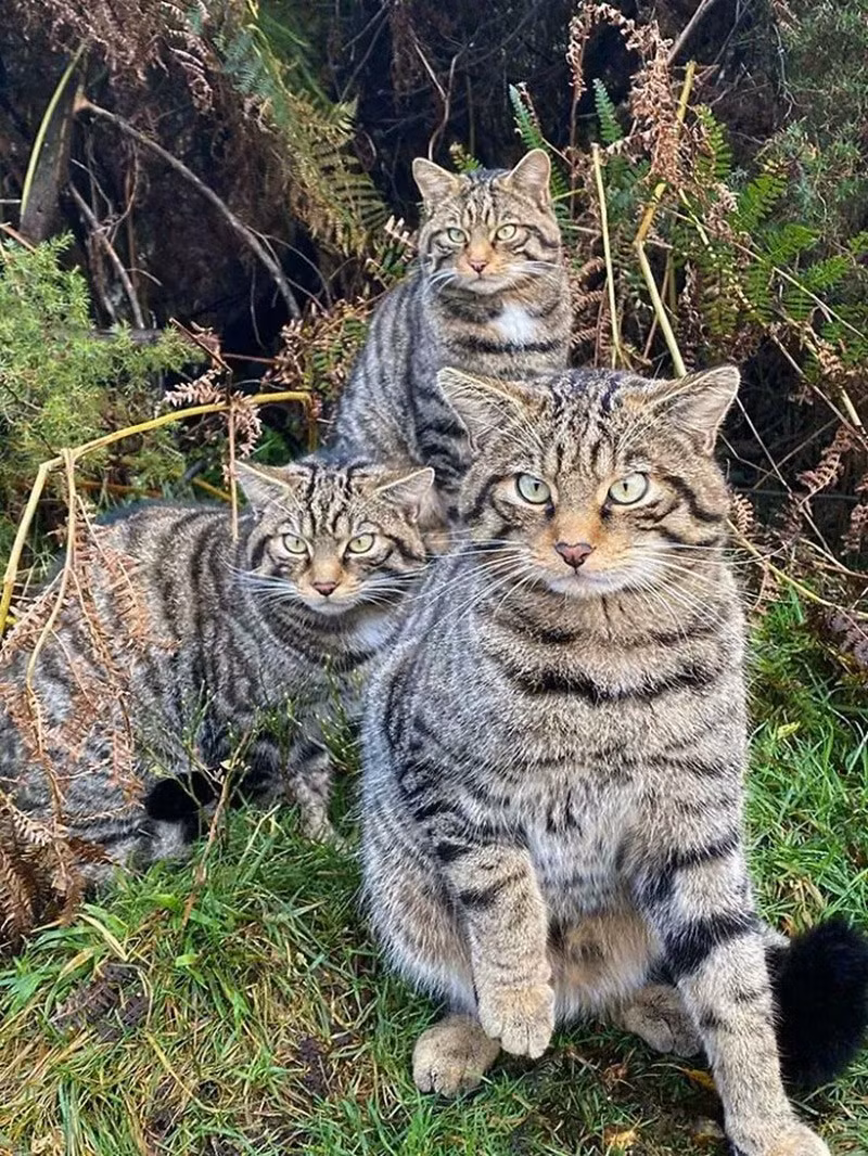 Mèo rừng Scotland (Scottish Wildcat). Đã lai nhiều với mèo nhà, khiến chúng gần như tuyệt chủng về mặt di truyền. chum-anh-50-su-that-thu-vi-ve-dong-vat-co-the-ban-chua-biet-011.jpg