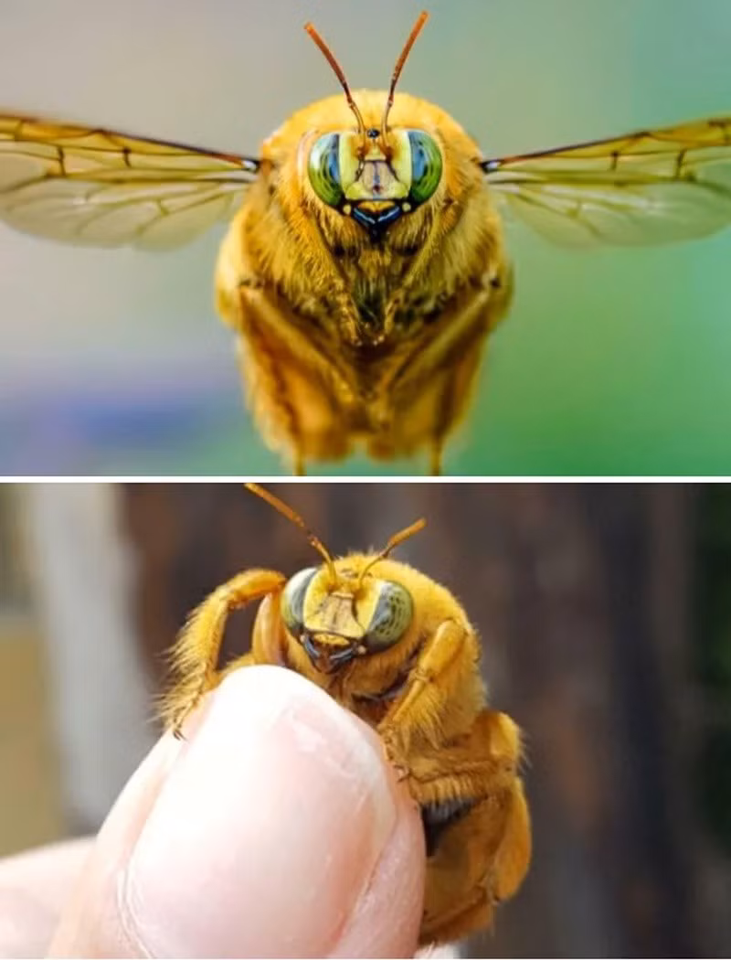 Ong gấu bông (Teddy Bear Bees). Ong đực dài tới 26 mm, phủ lông vàng dày khiến chúng trông như những chú gấu bay. chum-anh-50-su-that-thu-vi-ve-dong-vat-co-the-ban-chua-biet-023.jpg