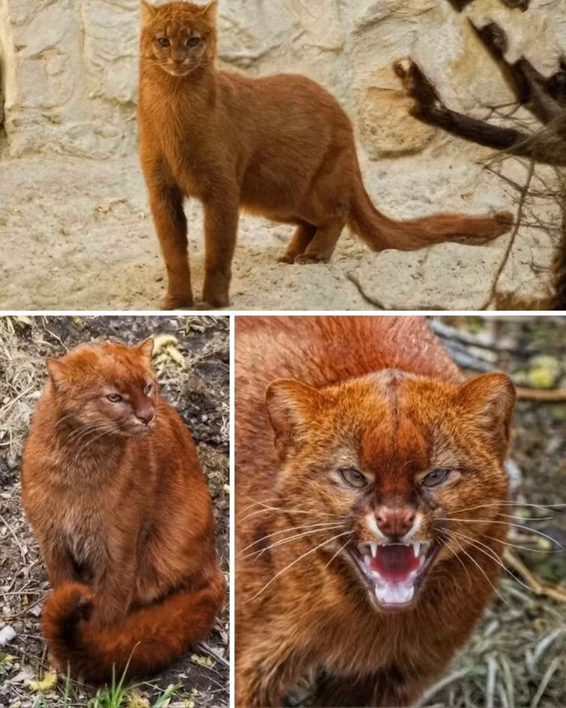 Mèo rừng Jaguarundi (Jaguarundi). Loài mèo hoang bí ẩn, giác quan nhạy bén, sống trên mặt đất nhưng cũng leo trèo và bơi giỏi. chum-anh-50-su-that-thu-vi-ve-dong-vat-co-the-ban-chua-biet-03.jpg